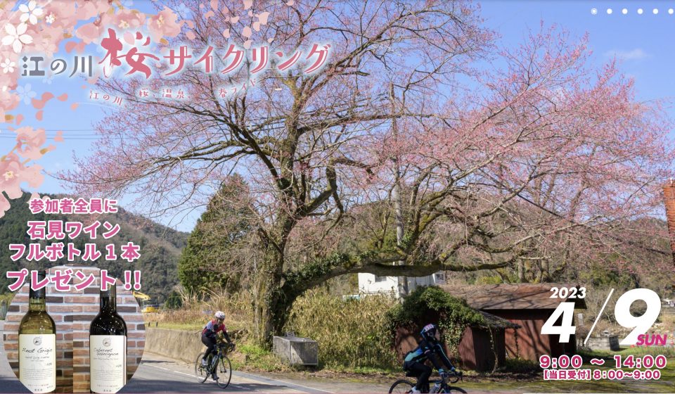 画像：江の川桜サイクリング